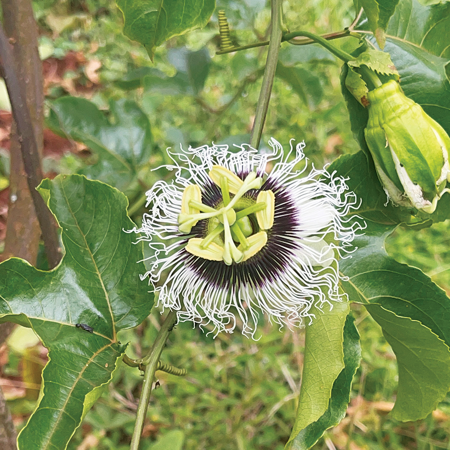 Purple Grafted Passion Fruit seedling from Shop Nanjala
