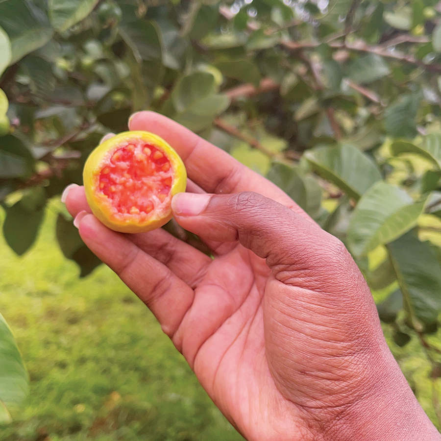 Grafted guava seedling from Shop Nanjala