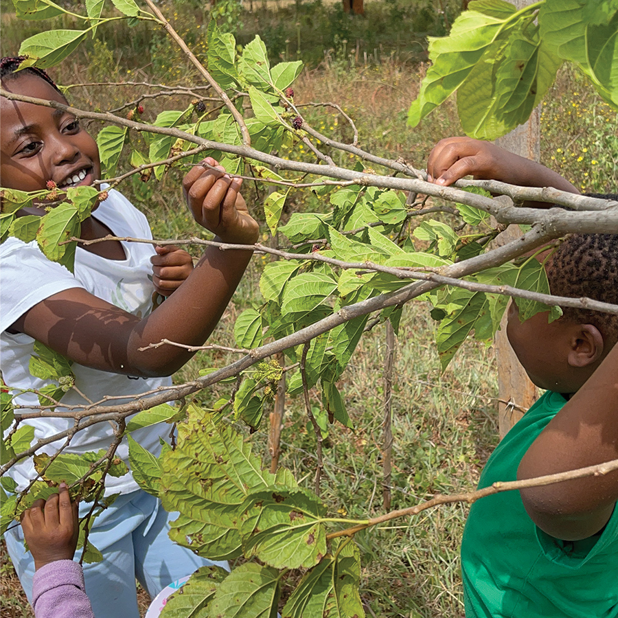 Mulberry seedling from Shop Nanjala