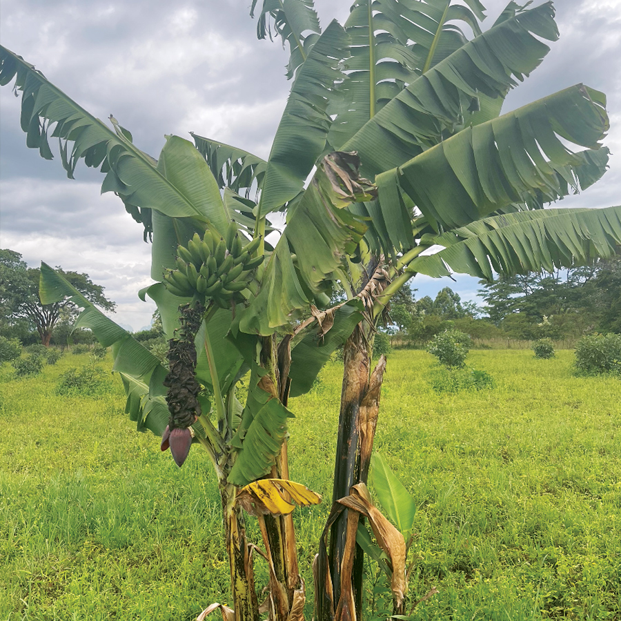 Tissue Culture Banana Seedling from Shop Nanjala