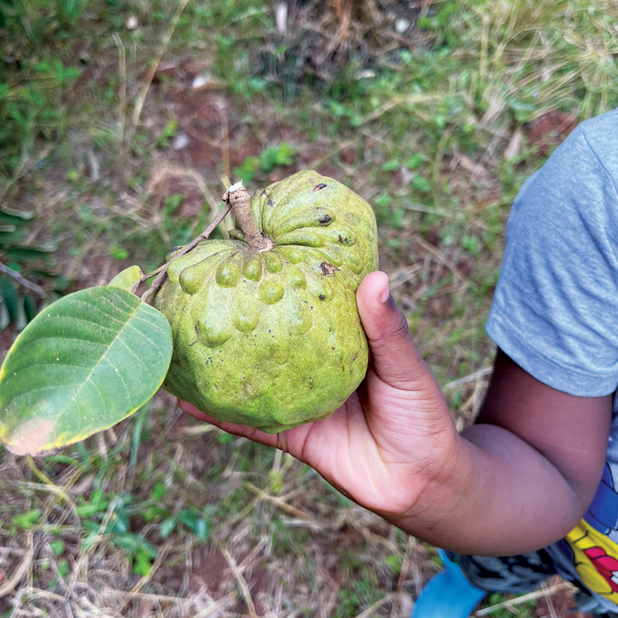 Custard apple fruit in the hands of Theo, my son