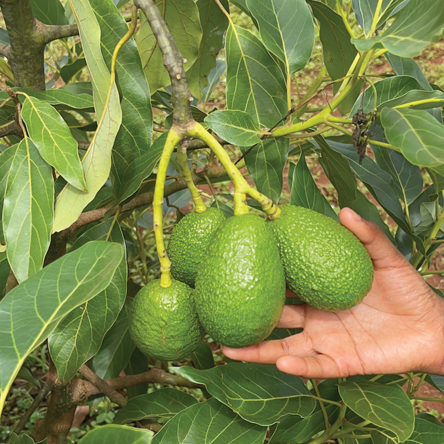 Hass Avocado seedling from Shop Nanjala