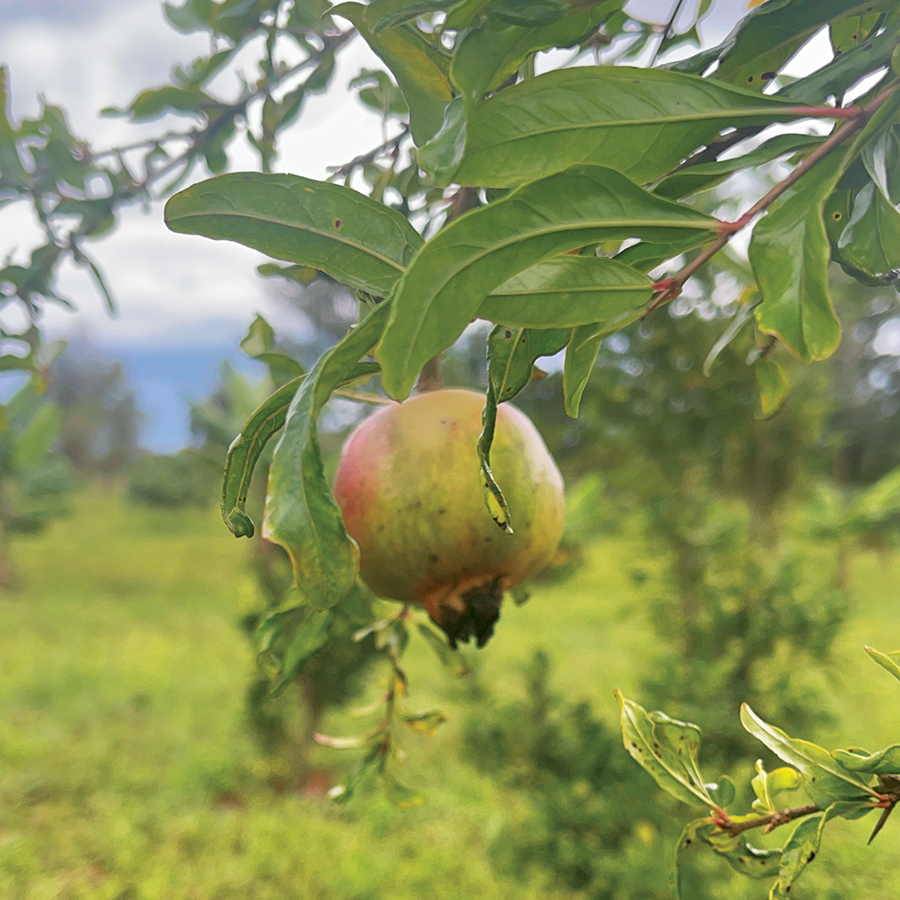Pomegranate fruit seedling from Shop Nanjala