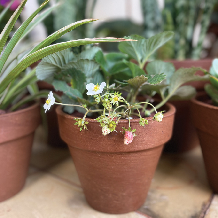 Strawberries in a pot seedling from Shop Nanjala